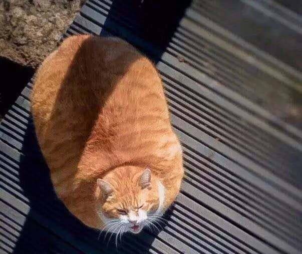 橘猫为什么容易胖起来 521532cfe6274810ae7c6bfc8a16e042.jpeg