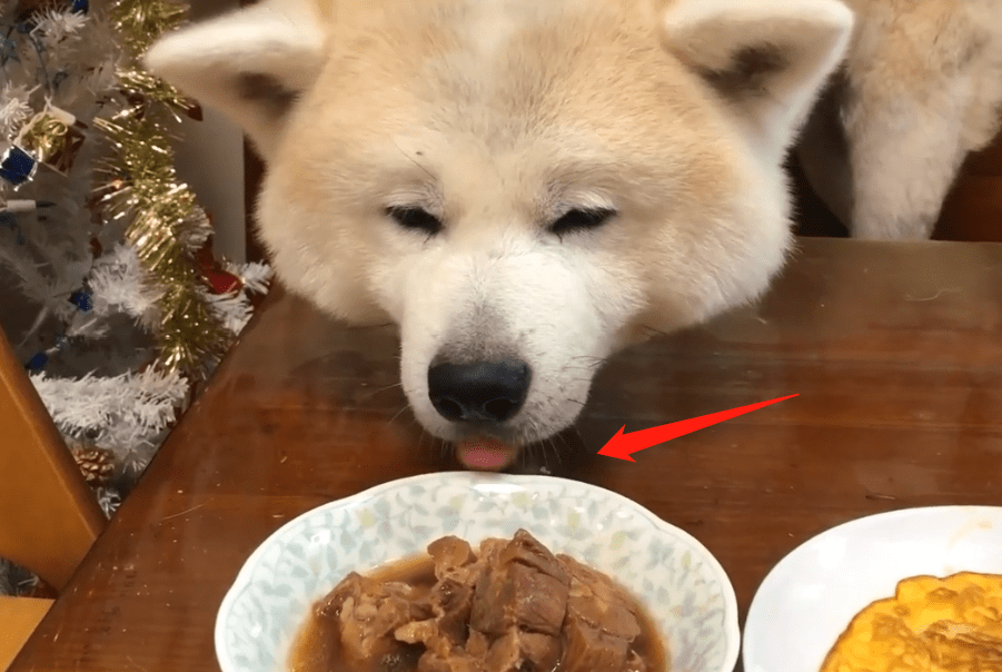 原创秋田犬想吃肉被拒绝,它就朝碗里伸舌头,狗:有我口水了