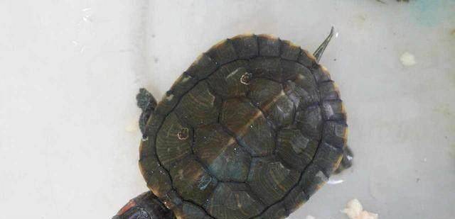 乌龟 abe67bbf2296495a9d2b638c427dd5a7.jpeg