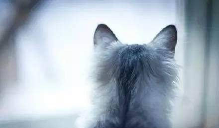 为什么这么多人开始养猫了 e3b299d1c4ad466ca3d5537fcf8040f5.jpeg