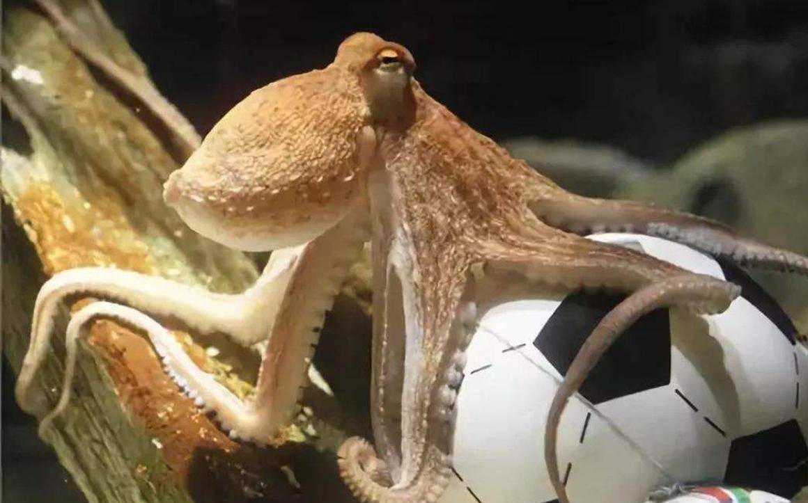 章鱼奥克多，孵卵53个月，延四倍生命为等待160只宝宝出生再死去_搜狐网