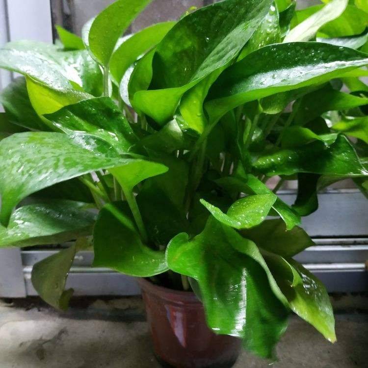 绿萝浇什么才能更旺盛 11a4d9b7b88f455f9a35fecbe4165e81.jpeg