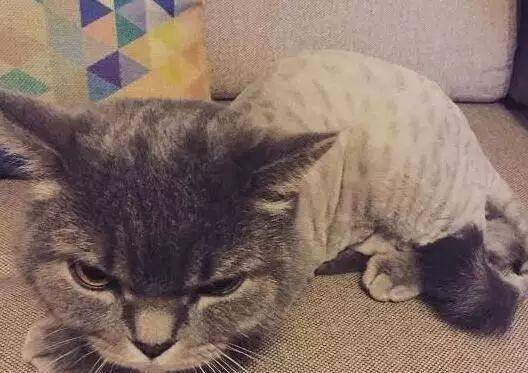 猫咪怎么看待铲屎行为 2b2724720bab48c494ef84e8a0593f65.jpeg