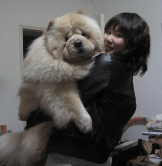 成年松狮犬体型有多大图片