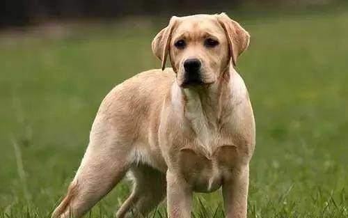 排名前十的狗_排名前十的狗狗品种