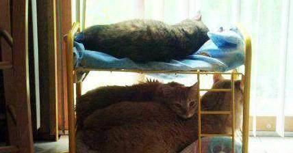 喵星人 c89f68c9a81c4bbea3f2a8f2bc6bee9a.jpeg