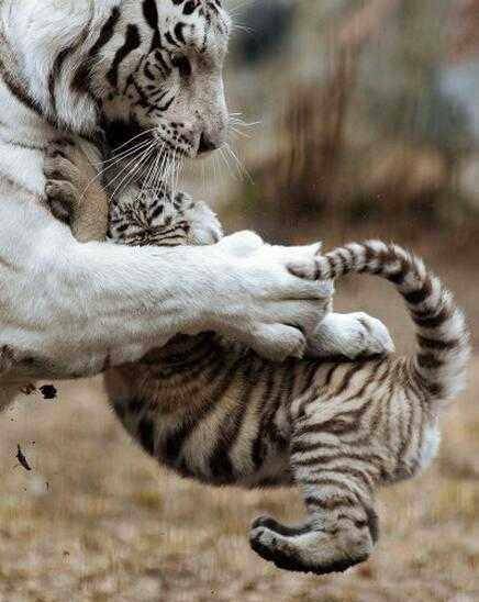 怎么画老虎 cdc2fe7992cc4c4a97c64d3303d871bf.jpeg