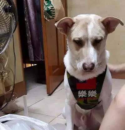 狗为啥会炸肺 26feda579f3243e59ae05d43575001b7.jpeg