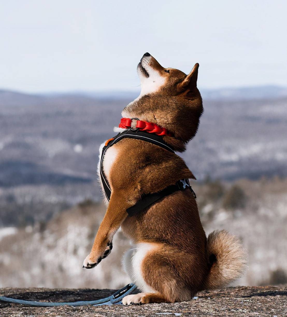 哪个颜色柴犬贵?哪个便宜?