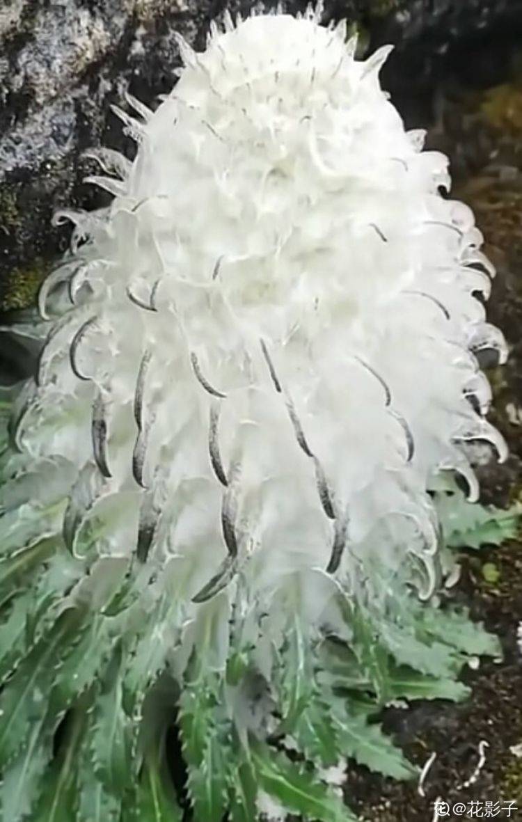 濒危植物"水母雪兔子",究竟是什么?_雪莲花