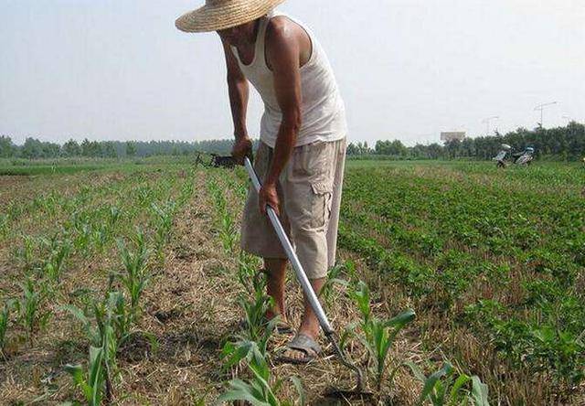 原创农忙时面朝黄土背朝天的身影是富人眼里的风景穷人眼里的辛酸
