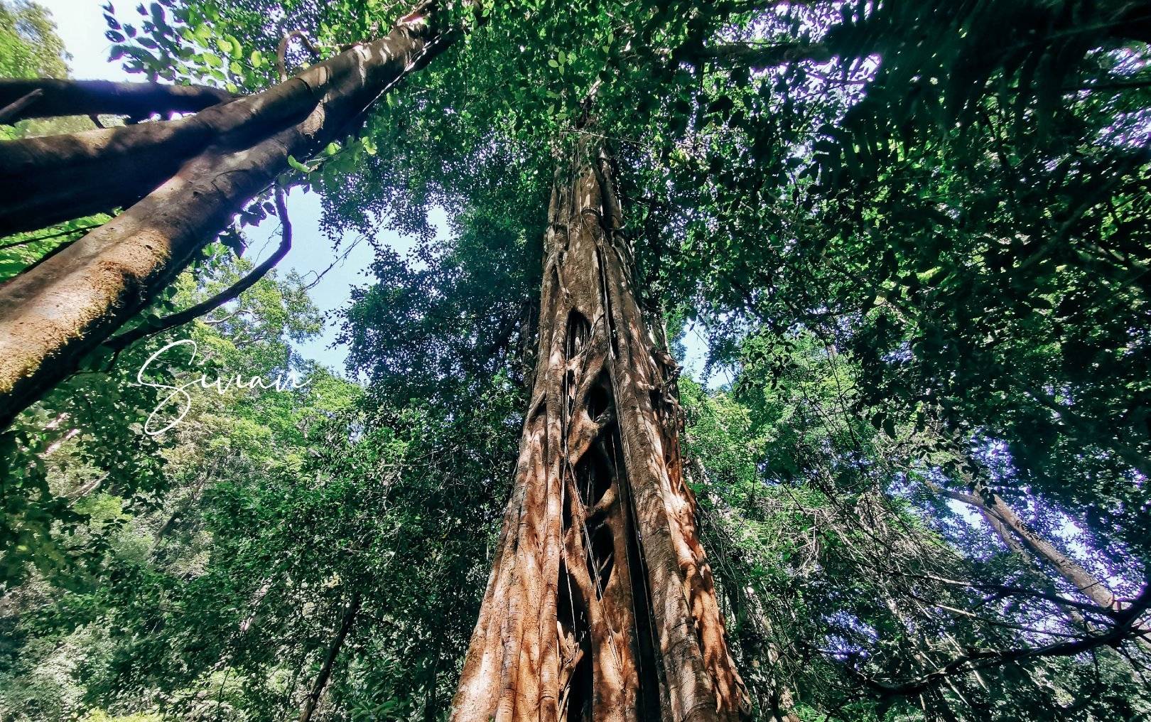 攀援绞杀制作陷阱,热带雨林里的智慧植物让人刮目相看