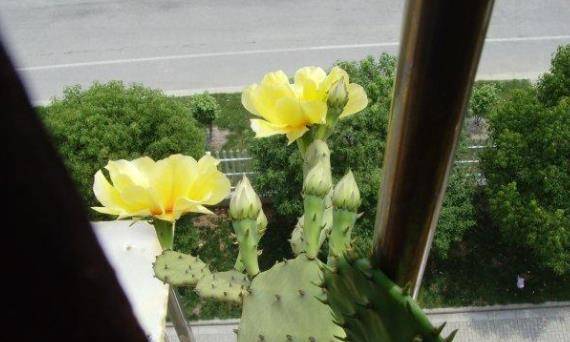 开花最大的仙人球 24a0e5808e9f4f3cb27ac72cff32dbef.jpeg