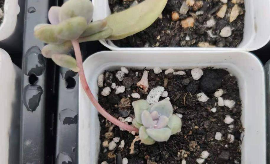 多肉叶插怎么浇水 380c5e15ed704853b6c5c290e26341e8.jpeg