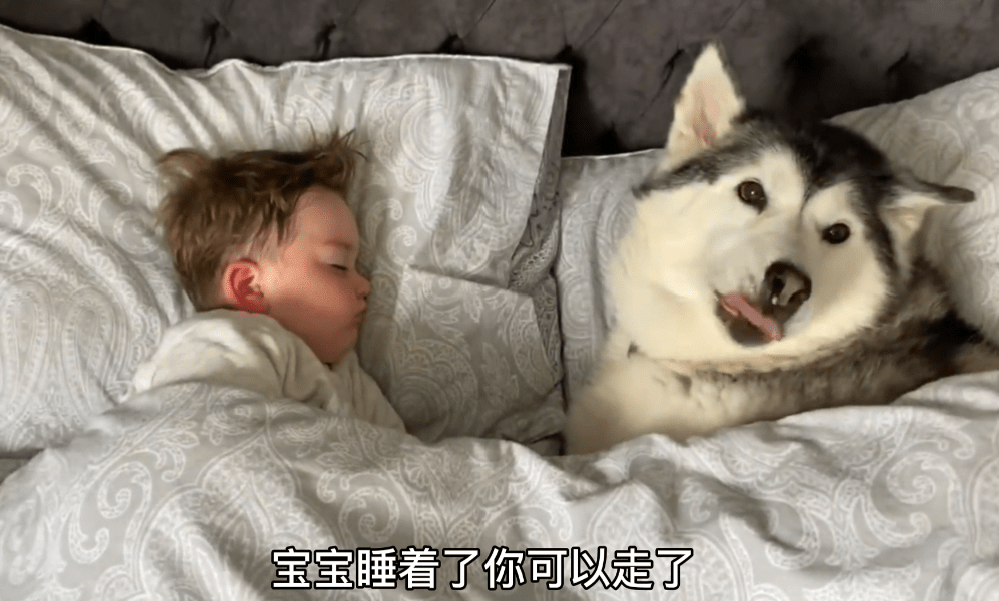 小主人把二哈當「兄弟」，牛奶也要一起分享，結果爸爸來了 萌趣萌寵 第4张