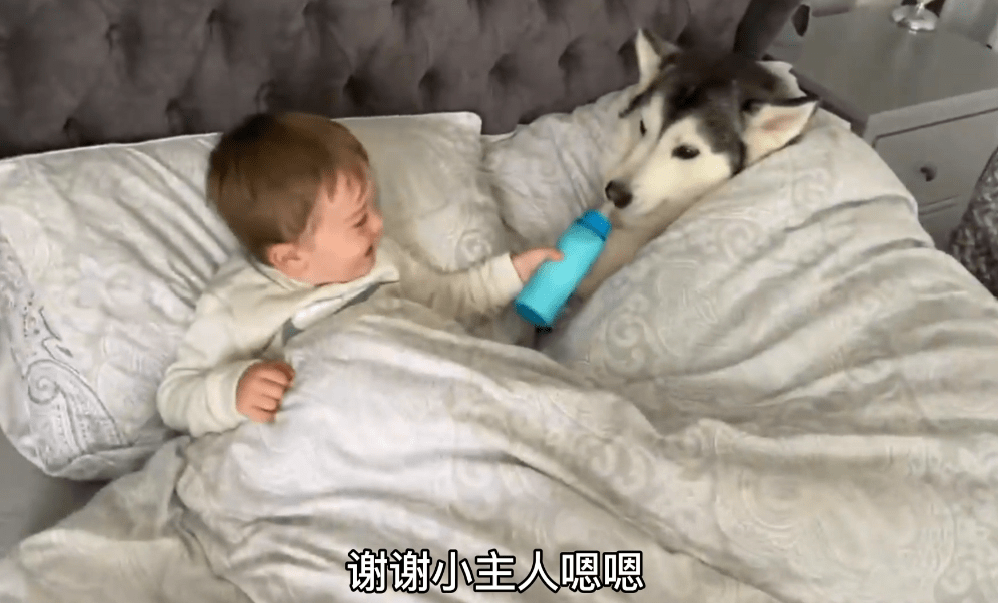 小主人把二哈當「兄弟」，牛奶也要一起分享，結果爸爸來了 萌趣萌寵 第1张