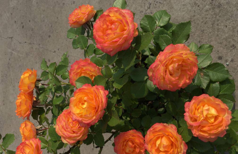 月季花施什么样的肥料 e1f6633f506a4808b2bba0884c9703fd.jpeg