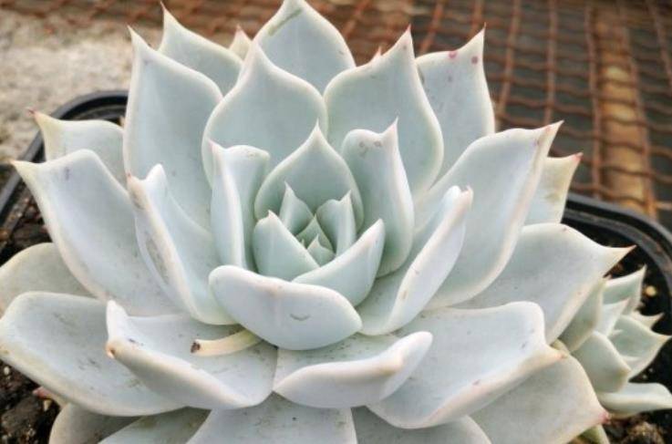 冷门多肉日立昂可洁白如雪可粉如桃花我相信你应该没有养过