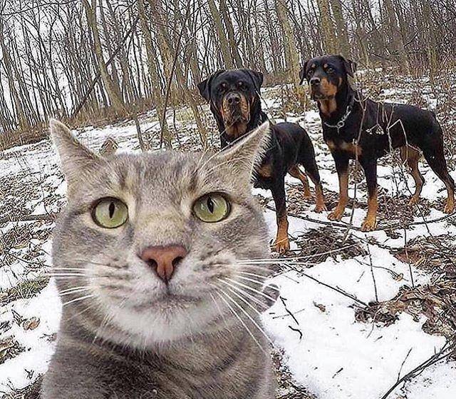 人和猫的大合照 51f994ea00ce41b98f1138159a7631f2.jpeg