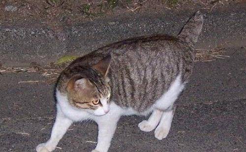 小猫咪叫喵喵的视频 5eec5f3113a14e9b8dc0aedaf955a0a9.jpeg