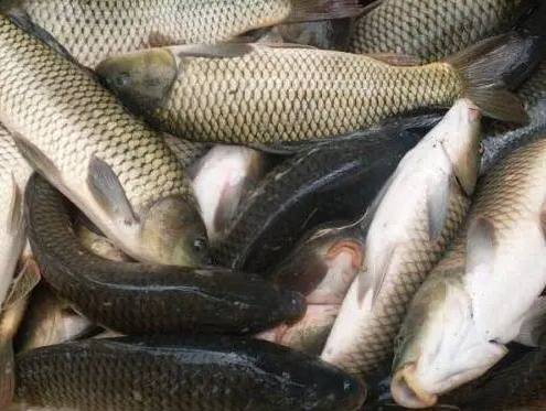 有鱼的水质怎么样 848e5754a5bc412ca19066f1662bdb76.jpeg