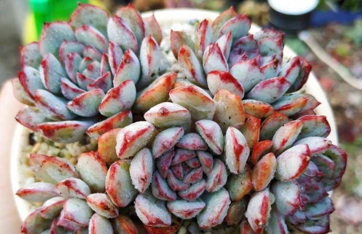 喝过拿铁咖啡,但你可能没养过多肉拿铁,要不要养一盆试试?