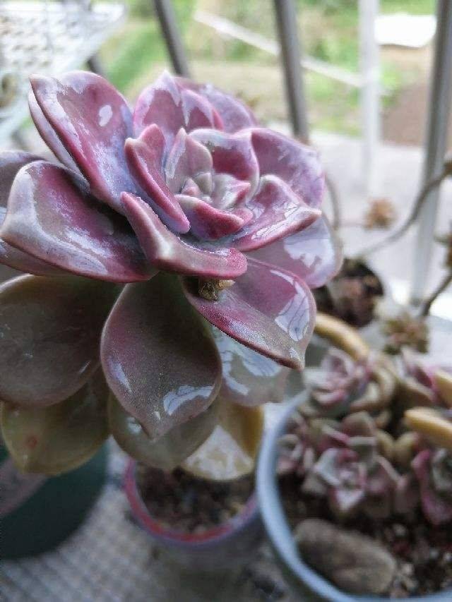多肉紫乐太皮实,好养好看易成老桩,新手也能养爆盆