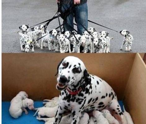 世界上最大的狗是哪种狗 bade49f9b96b4b29a7c7318e61fcdb36.jpeg