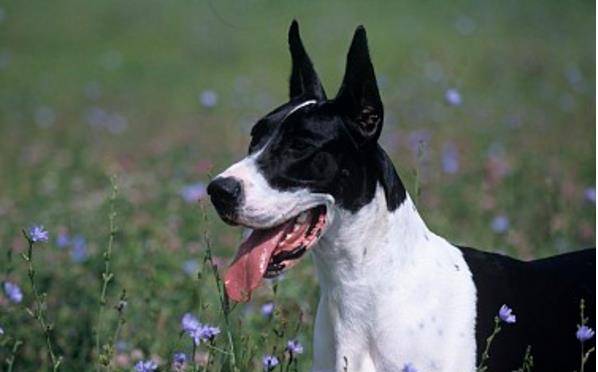 大丹犬的鼻子 黑色鼻子为最佳 蝴蝶鼻或肉色鼻亦可接受 良品联社女性美容时尚经验分享专业平台