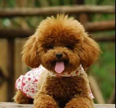 泰迪排名智商排名_十二星座智商排名(3)