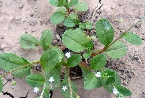 原创农村常见的"地胡椒",凉拌食用口感好,还是赤脚医生的必备良方