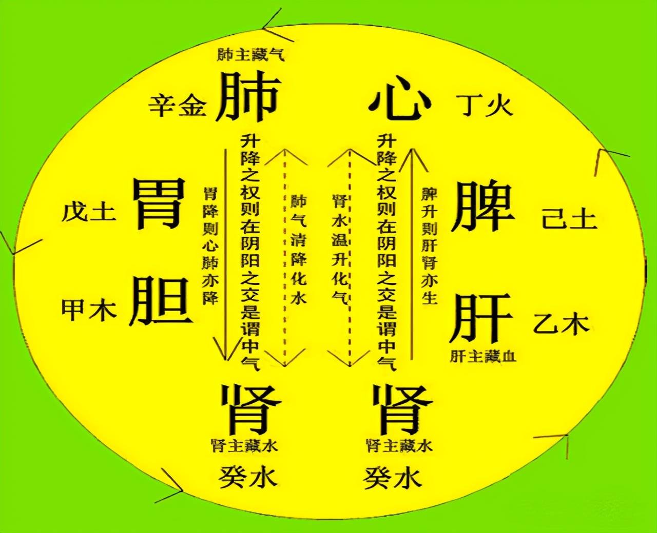 李兰娟肝病新发现中医护肝有1法肝脏或红润通透