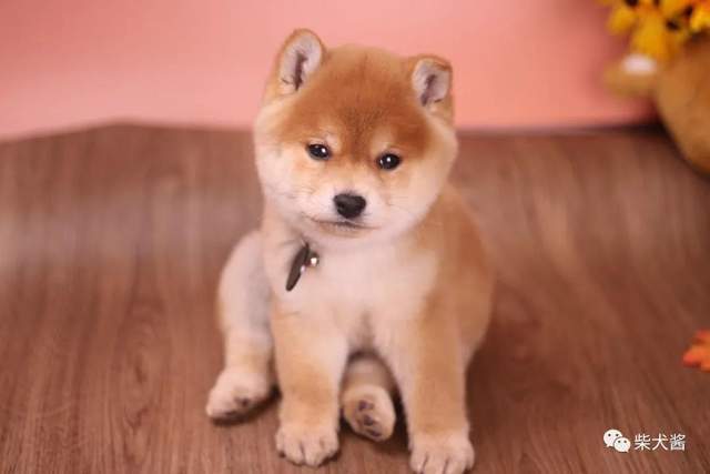 柴犬有几个种分类 价格都是多少 胡麻