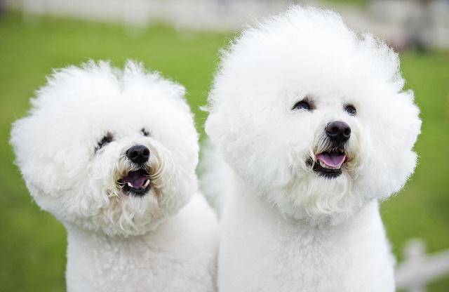 如何正确护理比熊犬的毛发 68b3e107269d41d389b7a19d5caf41f0.jpeg
