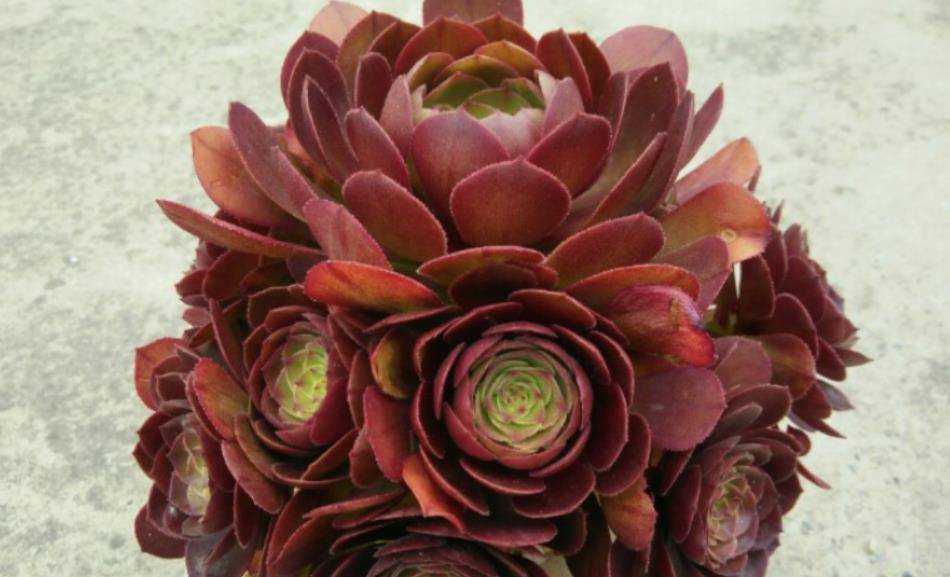 多肉万圣节法师有几个品种看完以后就心如明镜不怕被人忽悠了