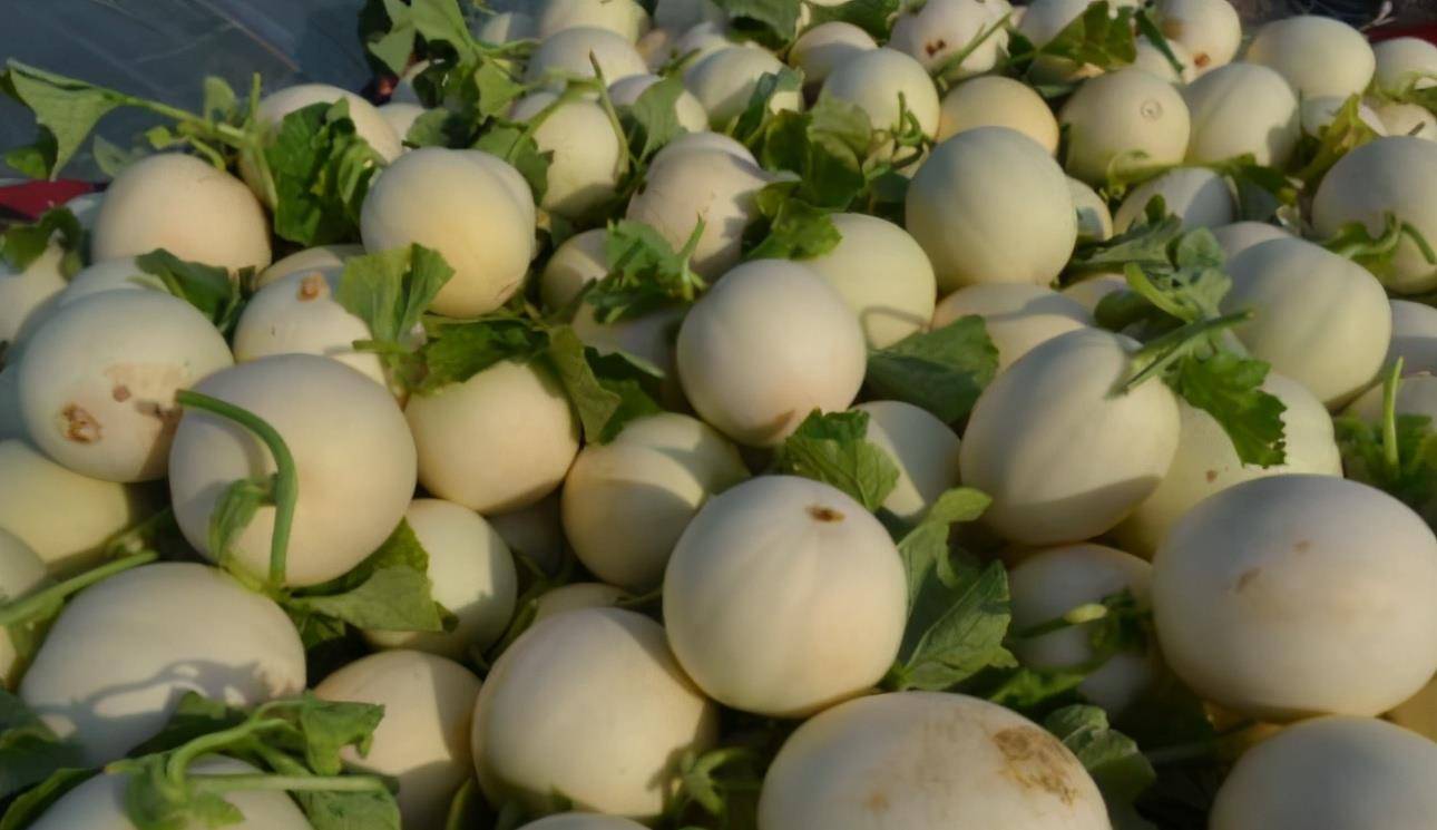 怎么种香瓜又脆又好吃 870adc78d4a1425ab19e96892545c5d2.jpeg