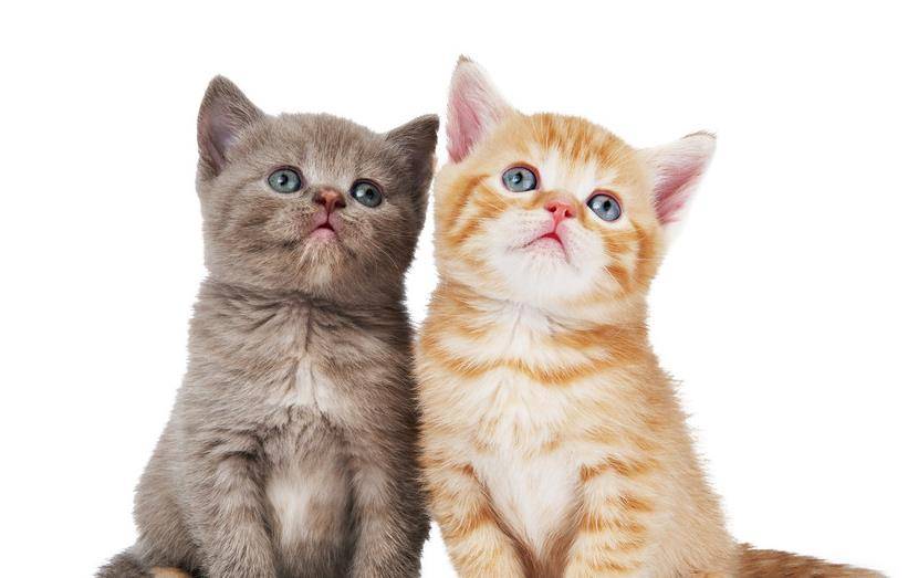 怎么画小猫的可爱眼睛 9242be0c29a241a0ad724891450a178d.jpeg