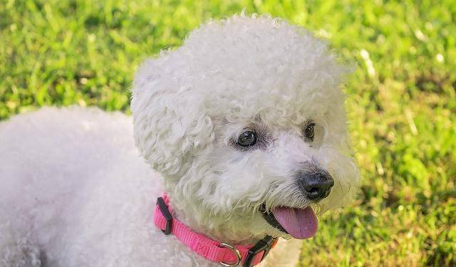 如何正确护理比熊犬的毛发 b4a0c2437bdd461ea96926f49b596b77.jpeg