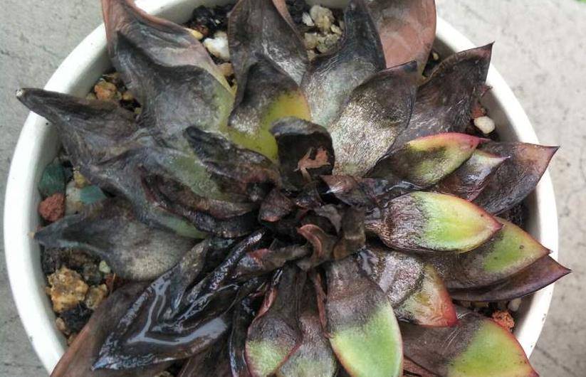 多肉叶心干瘪发黑,必然问题严重,赶紧对照处理方可保证多肉无虞