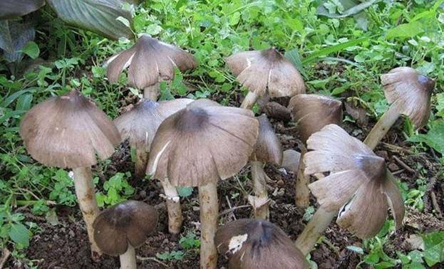 云南常见的几种野生菌