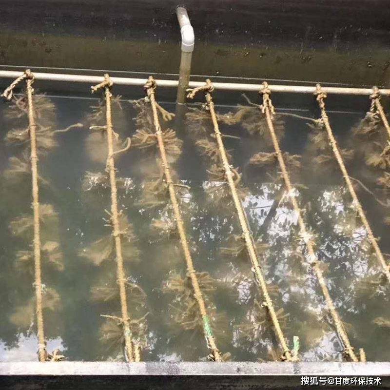 生物膜属于什么处理法