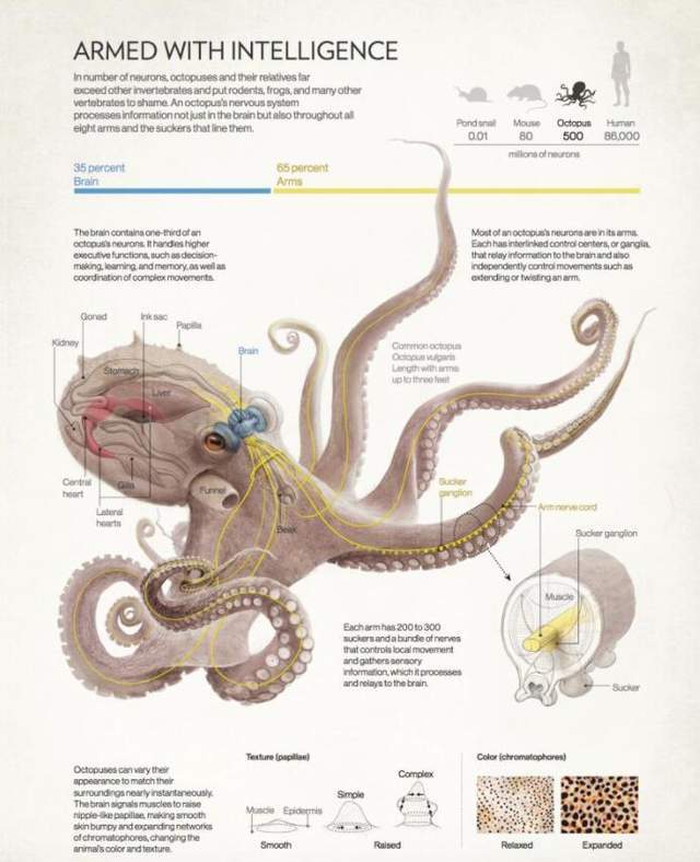 正常仅8条腿韩国却发现一只32条腿的章鱼如何解释