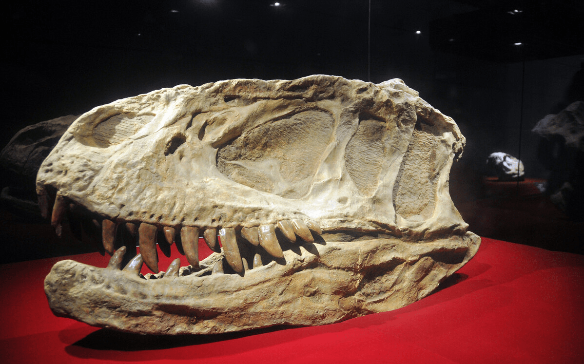 寿命200岁体长近19米的白垩纪山东鸭嘴龙只要活着就不停生长