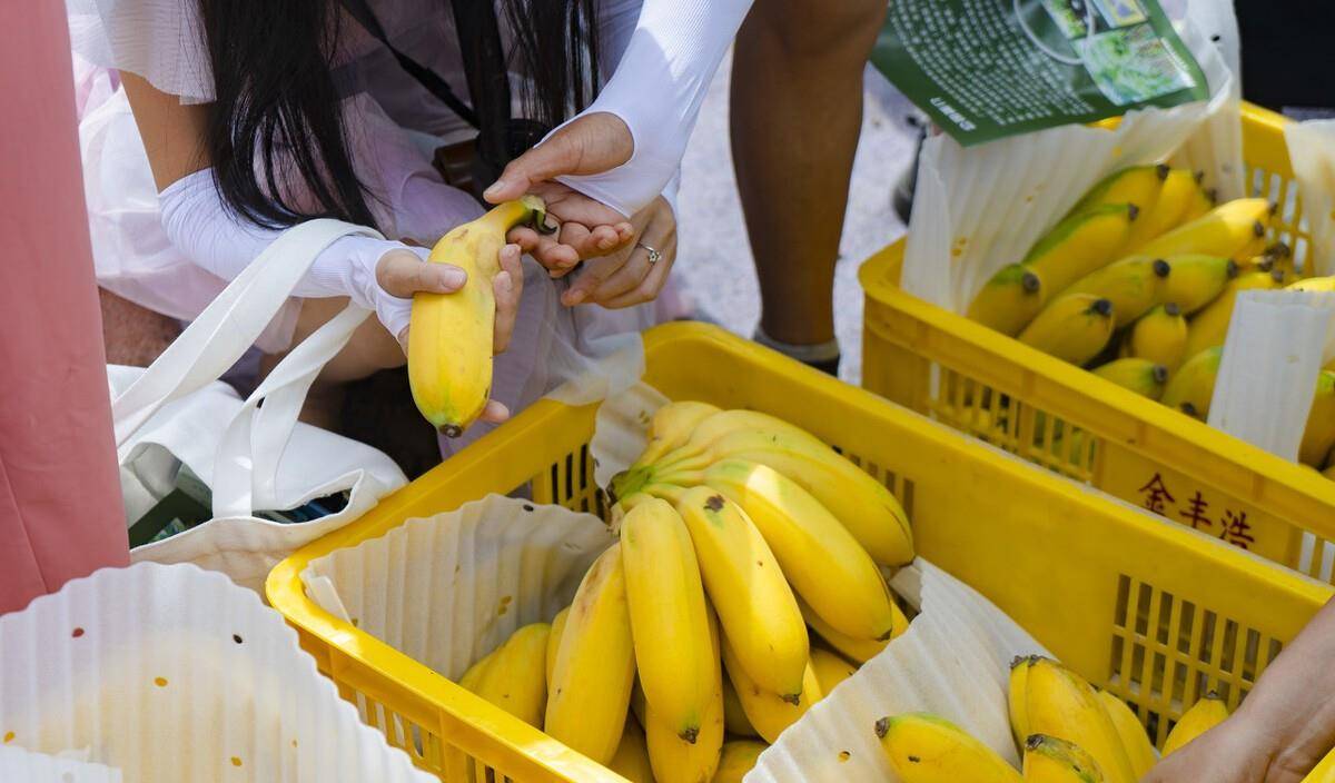 香蕉与芭蕉的区分图 芭蕉和米蕉的区别图片