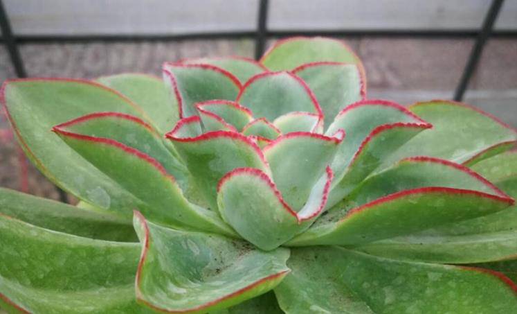 多肉植物冰与火跟钢叶莲很像,有时也能冒充蓝光,大家养过没有?