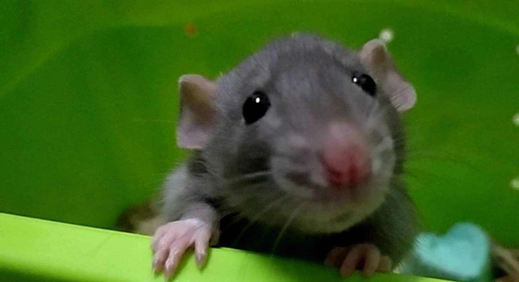 怎么养花枝鼠攻略 5b3d1d1384314bde879eeedbb159ae1b.jpeg