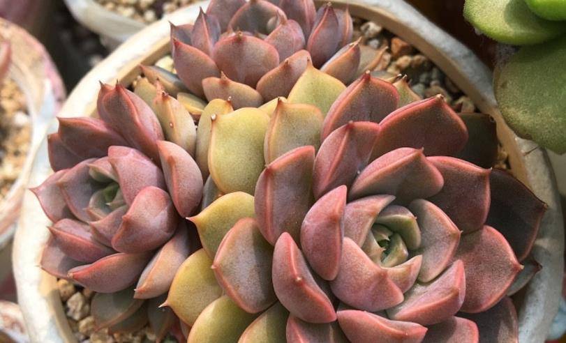 多肉夏梦应该就是玫瑰夫人建议大家慎重入手以免买到重复品种