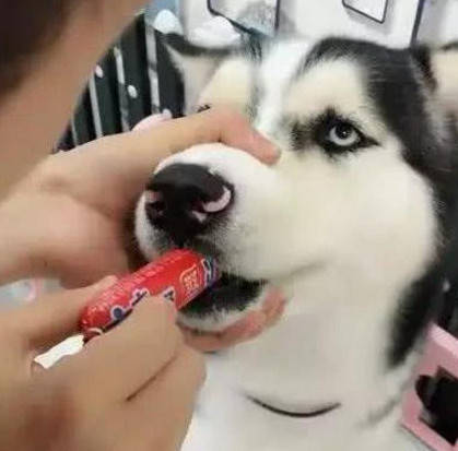 主人回家發現哈士奇反常，扒開狗嘴一看，瞬間就把主人給笑抽了 萌趣萌寵 第2张