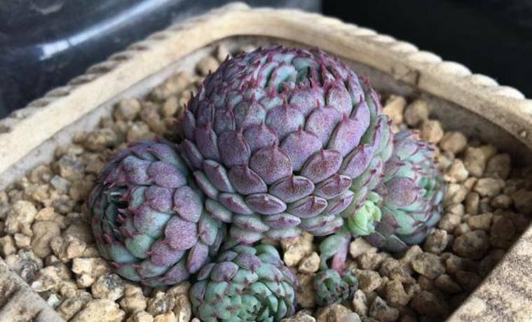 多肉小盆友是吉林哪里人 89841b88e3d14ce38430839940a9515b.jpeg