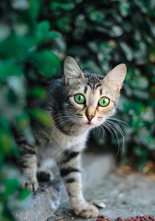 猫咪|萌宠猫咪的图片合集